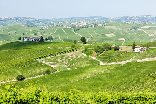 vineyars near Barolo, Piedmont, Italy