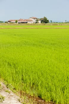 rice field, Piedmont, Italy