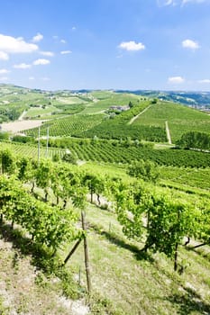 vineyars near Grinzane Cavour, Piedmont, Italy