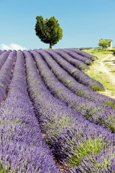 lavender field, Plateau de Valensole, Provence, France