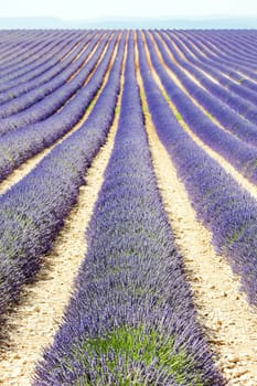 lavender field, Plateau de Valensole, Provence, France