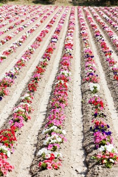 flower field, Provence, France
