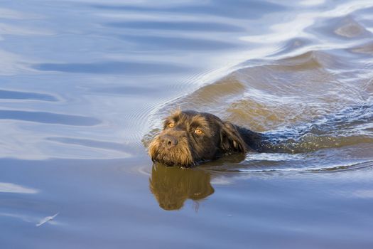 hunting dog in pond