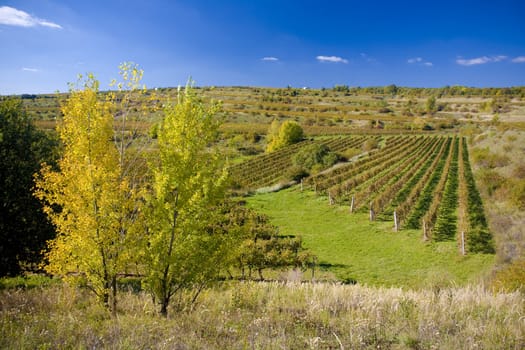 vineyards, ZD Sedlec, Czech Republic