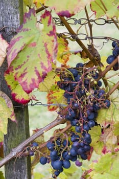 grapes (Alfonso de Lavalle), Germany