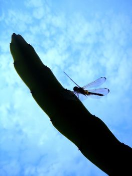 Dragonfly on dragon branch