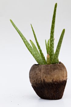 Aloe vera plant grown in old coconut shell.