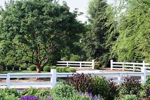 Beautiful formal garden with selective focus on tree.
