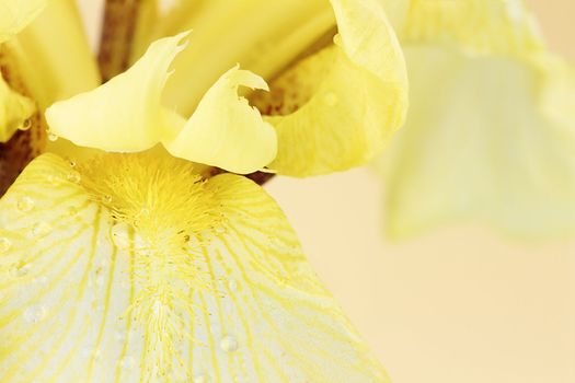 Extreme macro of a beautiful yellow Bearded Iris flower.
