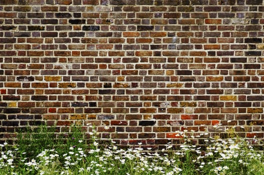 Old brick wall and daisies