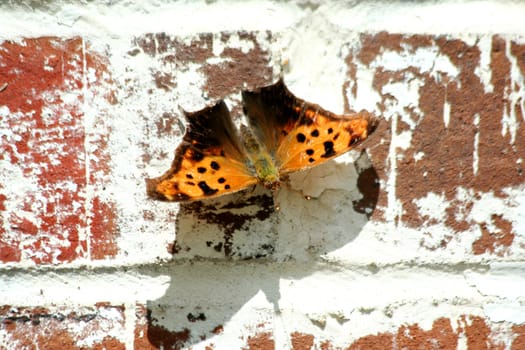 Butterfly on a brick wall