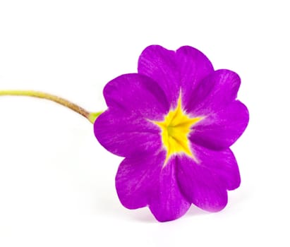 Primula flower isolated on white background