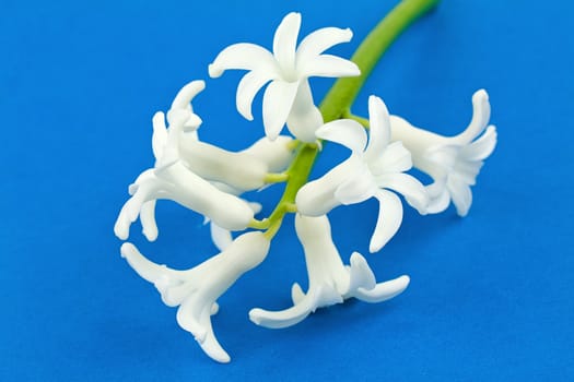 White hyacinth over blue background