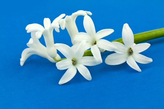 White hyacinth over blue background