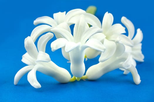 White hyacinth over blue background