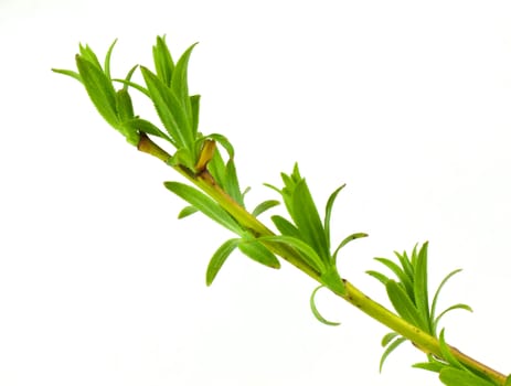 Willow branch isolated on a white ground