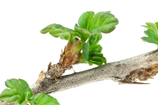 Gooseberry branch isolated on white background