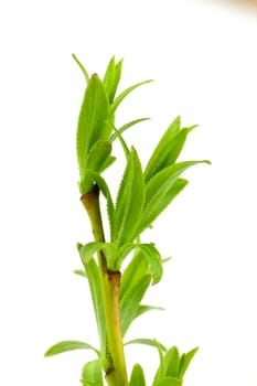 Willow branch isolated on a white ground