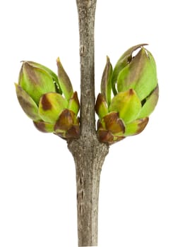 Lilac Buds isolated on white background