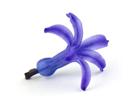 Blue hyacinth over white background