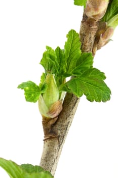 Ribes branch isolated on white background