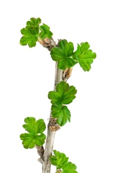 Gooseberry branch isolated on white background