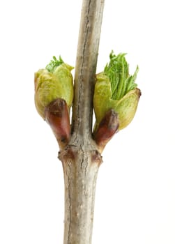 Viburnum buds isolated on white background