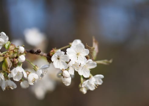 Cherry blossom