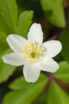 White anemone flower.