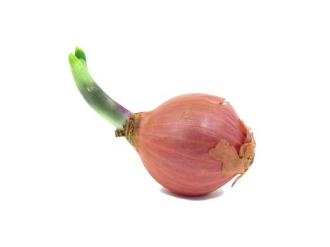 Shallot with leaflet sprout on white background