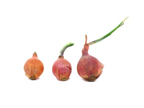 Growth three shallots with leaflet sprout isolated