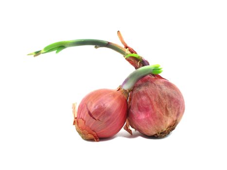 Two shallots with leaflet sprout on white background