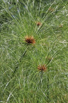 Green Grass Plant in Garden