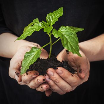 a child holding a green plant