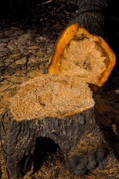 Big man cut down tree used on industrial purposes