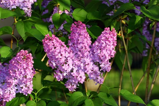 syringa vulgaris - beautiful violet lilac in bloom