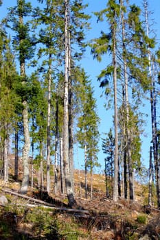 mountain spruce forest after the saw dust eaters left