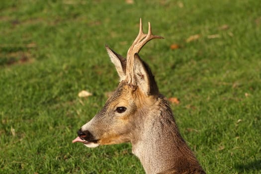 young roe deer buck with growing trophy
