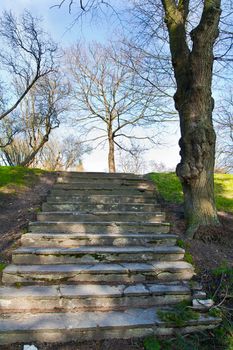 stairs on a park with tree