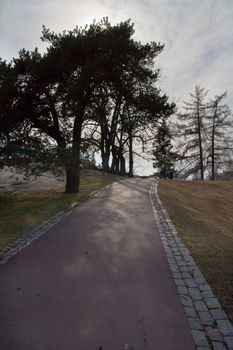 Park road with a tree and nice shadows