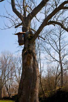 Birdhouse on a tree in suomenlinna Finland