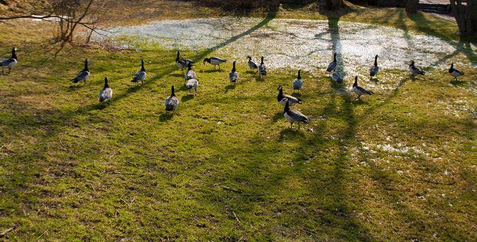 bunch of wild gooses near a pawn