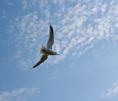 Flying seagul spreading wings