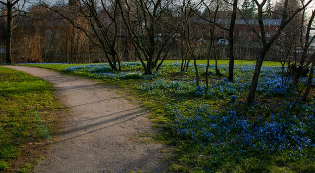 Turning road at a park and nice blue flowers