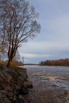 Lake and a tree with bridge background