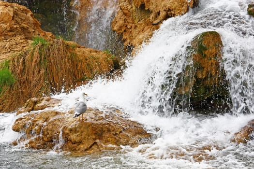 Gull on a rock at the foot of a waterfall