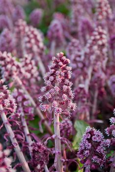 Lovely purple flowers at spring