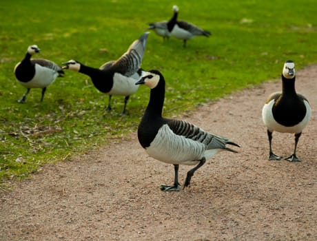 wild gooses playing around on a park