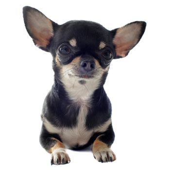 portrait of a cute purebred  short hair chihuahua in front of white background