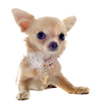 portrait of a cute purebred  puppy chihuahua in front of white background